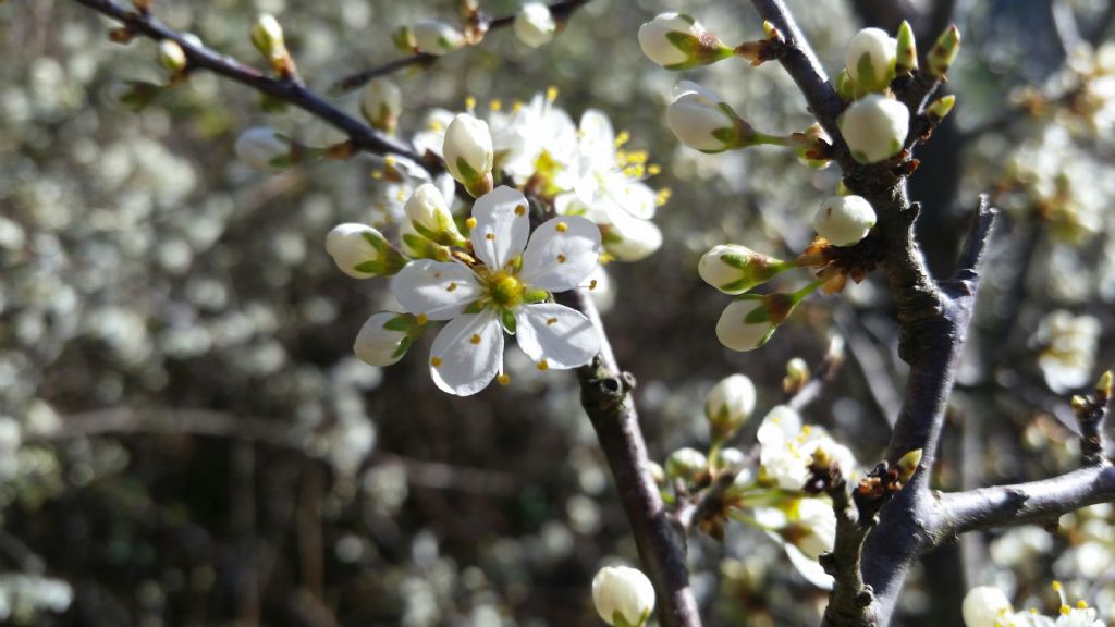 Prunus cerasus L. ? (Rosaceae)